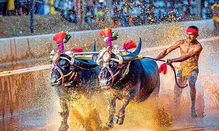 ಮಿಯ್ಯಾರು ಕಂಬಳದಲ್ಲಿ ಮಾಹೆ ಅಭಿವೃದ್ಧಿಯ ಎಐ ಬಳಕೆಗೆ ಚಿಂತನೆ