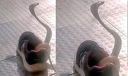 Davanagere: ವಿದ್ಯಾರ್ಥಿಯ ಶೂನಲ್ಲಿ ಅಡಗಿ ಕುಳಿತ ಐದು ಅಡಿ ಉದ್ದದ ನಾಗರಹಾವು