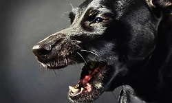 Eight injured in stray dog attack in Kundapura