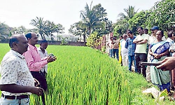 ಹಸಿರಿನೊಂದಿಗೆ ಮಾತುಕತೆ: ಕೃಷಿಕರಿಂದ...ಕೃಷಿಕರಿಗಾಗಿ..!