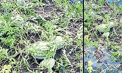 Kundapura: ಕಲ್ಲಂಗಡಿಗೆ ಸೊರಗು ರೋಗ: ರೈತರು ಕಂಗಾಲು