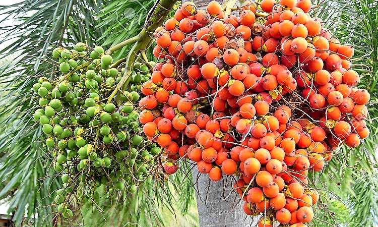 Kadaba: ತೋಟದಿಂದ ಅಡಕೆ ಕಳವು