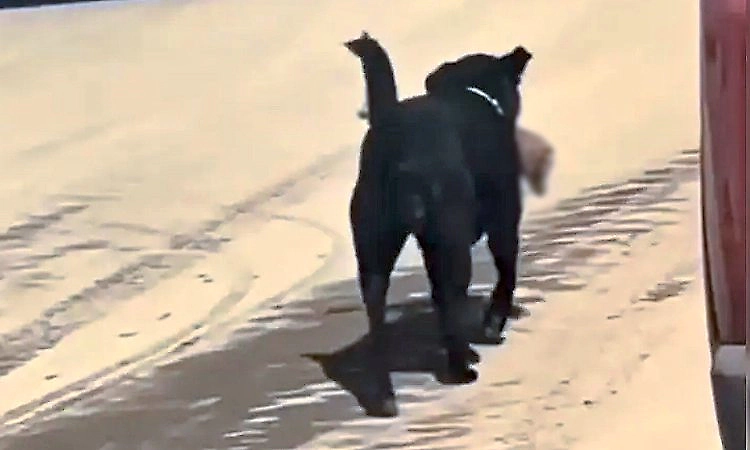 Dog runs away with amputated human leg near AIMSS, hospital issues notice to sanitation workers