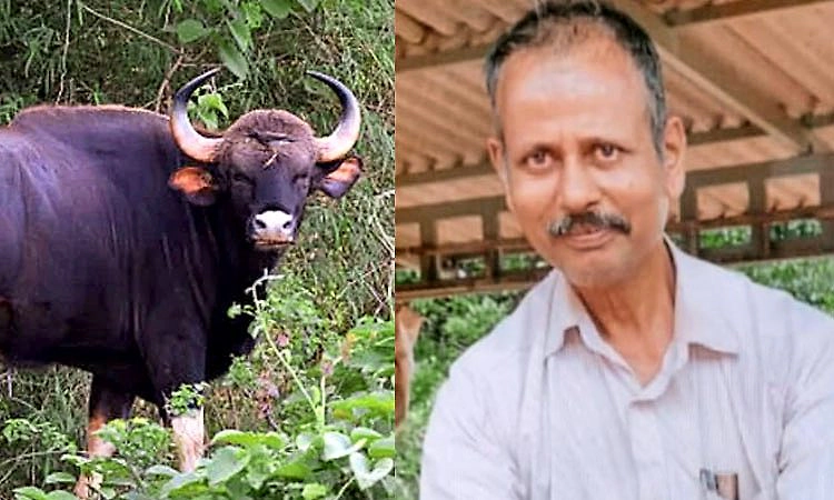 ಚಿಕ್ಕಮಗಳೂರು: ತೋಟಕ್ಕೆ ತೆರಳಿದ್ದ ಕೃಷಿಕನ ಮೇಲೆ ಕಾಡುಕೋಣ ದಾಳಿ: ಗ್ರಾಮಸ್ಥರ ಆಕ್ರೋಶ