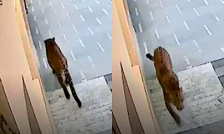 ಬೆಳ್ಳಂಬೆಳಗ್ಗೆ ಶಾಲಾ ಆವರಣದಲ್ಲಿ ಓಡಾಡಿ ಭೀತಿ ಹುಟ್ಟಿಸಿದ ಚಿರತೆ... ಅಧಿಕಾರಿಗಳಿಂದ ಶೋಧ