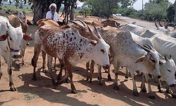 70 ಹಸು ಮೇಯಿಸಿದ್ರೆ 10000 ರೂ. ಸಂಬಳ: ರಾಜಸ್ಥಾನ ಸರ್ಕಾರ!