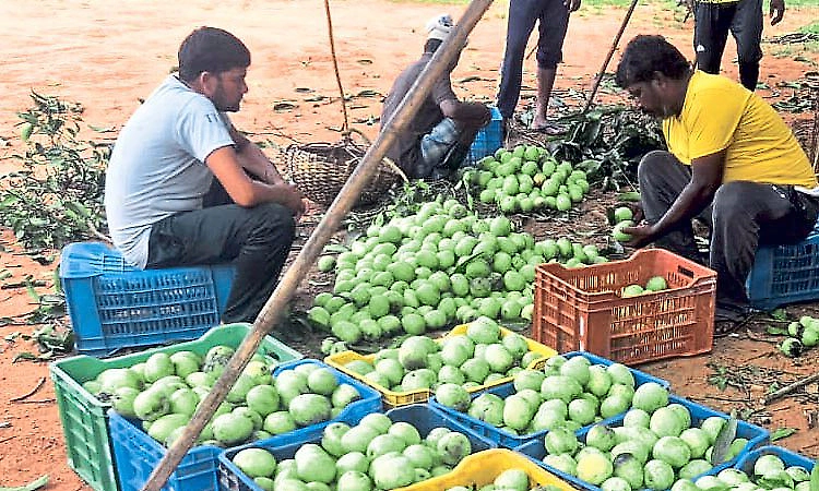 King of Fruits arrives in market; currently supplied from Tamil Nadu and Kerala