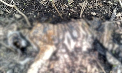 ಬಂಡೀಪುರ: ಮದ್ದೂರು ಅರಣ್ಯ ವಲಯದಲ್ಲಿ ಹೆಣ್ಣು ಹುಲಿ ಸಾವು