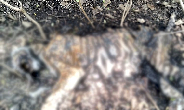 ಬಂಡೀಪುರ: ಮದ್ದೂರು ಅರಣ್ಯ ವಲಯದಲ್ಲಿ ಹೆಣ್ಣು ಹುಲಿ ಸಾವು