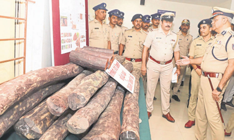 7 ಲಕ್ಷ ರೂ. ಮೌಲ್ಯದ ರಕ್ತ ಚಂದನ ಜಪ್ತಿ: ಓರ್ವ ಸೆರೆ