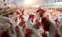 Bilaspur: ಹಕ್ಕಿ ಜ್ವರ: ಸುಮಾರು 4,400 ಕೋಳಿಗಳ ಸಾವು; ಛತ್ತೀಸ್‌ಗಢದಲ್ಲಿ ತೀವ್ರ ನಿಗಾ