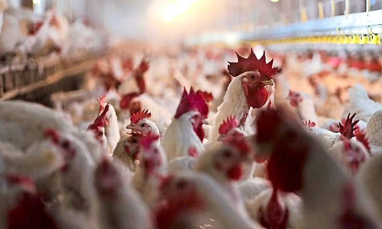 Bilaspur: ಹಕ್ಕಿ ಜ್ವರ: ಸುಮಾರು 4,400 ಕೋಳಿಗಳ ಸಾವು; ಛತ್ತೀಸ್‌ಗಢದಲ್ಲಿ ತೀವ್ರ ನಿಗಾ