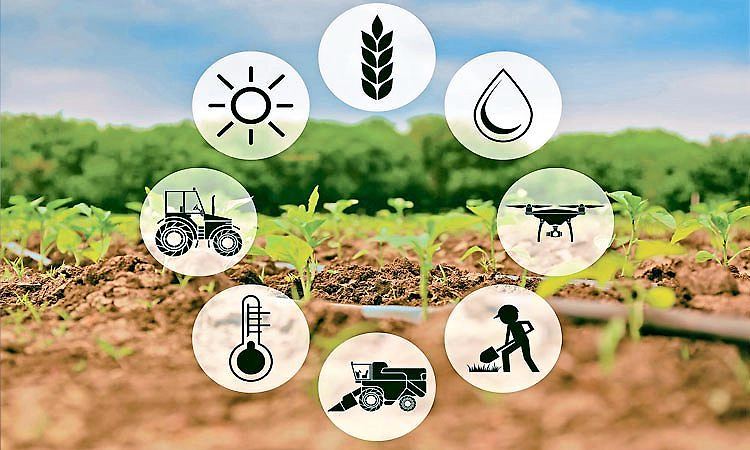 ಜಾಗತಿಕವಾಗಿ ಕೊಕ್ಕೋ ಬೆಳೆಗೆ ಸಂಕಷ್ಟ ಕರಾವಳಿಗರಲ್ಲಿ  ಮೂಡಿದ ಆಶಾವಾದ