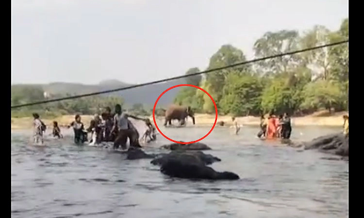 Wild elephant attacks tourists near Mekedatu in Ramanagara, woman injured