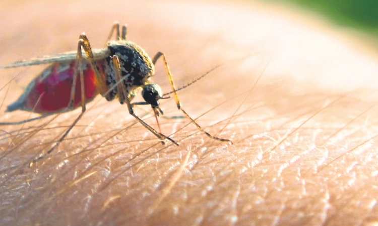 WHO approves first malaria treatment for newborns and infants