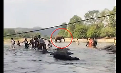 Mekedatu: ಕಾವೇರಿ ನದಿಯಲ್ಲಿ ಆಟವಾಡ್ತಿದ್ದ ಪ್ರವಾಸಿಗರ ಮೇಲೆ ಕಾಡಾನೆ ದಾಳಿ!