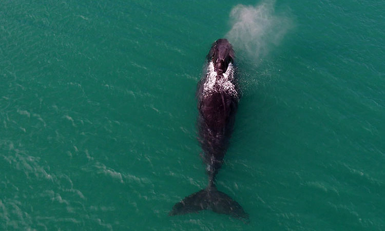 ತಿಮಿಂಗಿಲ ಪ್ರೊಟೀನ್ ಸೇವಿಸಿದರೆ 200 ವರ್ಷ ಆಯಸ್ಸು!: ಅಧ್ಯಯನ 