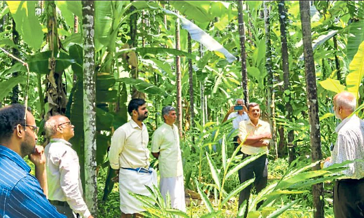 Sulya: ಅಡಿಕೆ ಎಲೆಚುಕ್ಕೆ ರೋಗ ನಿಯಂತ್ರಣಕ್ಕೆ ಸಮುದಾಯ ಅಸ್ತ್ರ