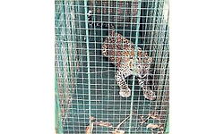 Siddapura: ಆರು ತಿಂಗಳಿಂದ ಕಾಡಿದ ಚಿರತೆ ಕೊನೆಗೂ ಬೋನಿಗೆ