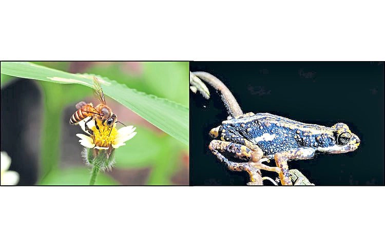 ಪಶ್ಚಿಮ ಘಟ್ಟದ ಅಪರೂಪದ ಜೀವಿಗಳಿಗೆ ಸ್ಥಾನಮಾನ: ಮರಗಂತಿ ಕಪ್ಪೆ, ತುಡುವೆ ಜೇನಿಗೆ ರಾಜ್ಯ ಪಟ್ಟ