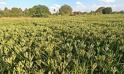 ಬೆಳೆ ವಿಮೆ ನೋಂದಣಿ: ಆ.31ರವರೆಗೆ ವಿಸ್ತರಣೆ