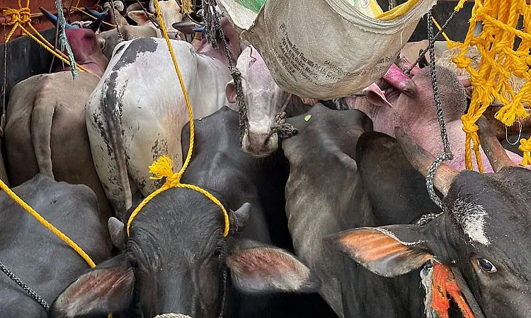 Mangaluru: ಕೂಳೂರು, ಕಣ್ಣೂರರು: ಗೋವುಗಳ ರಕ್ಷಣೆ