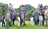 ಇಂದು ಗಜಪಯಣ: ಮೈಸೂರು ದಸರೆಗೆ ಮುನ್ನುಡಿ
