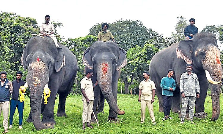 ಇಂದು ಗಜಪಯಣ: ಮೈಸೂರು ದಸರೆಗೆ ಮುನ್ನುಡಿ