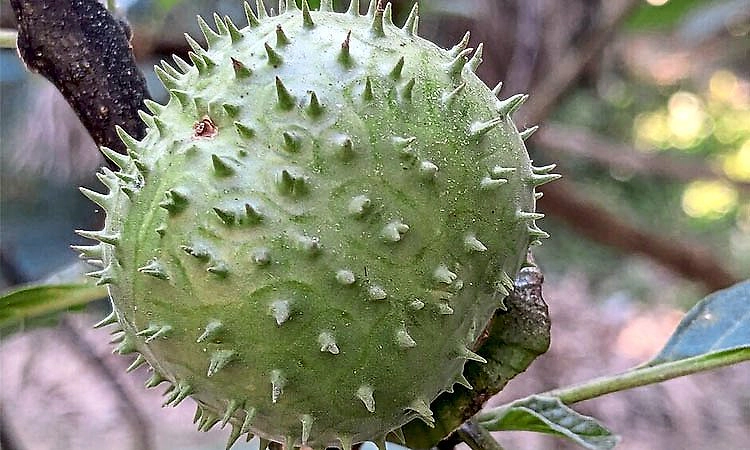 ದತ್ತೂರಿ ಹಣ್ಣು /ಬೀಜ ನಿಷೇಧಿಸಿ ಆಹಾರ ಇಲಾಖೆ ನಿರ್ದೇಶನ