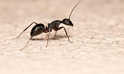 ಒಂದು ಅತ್ಯಮೂಲ್ಯ ಇರುವೆಯ ಅಂತ್ಯ