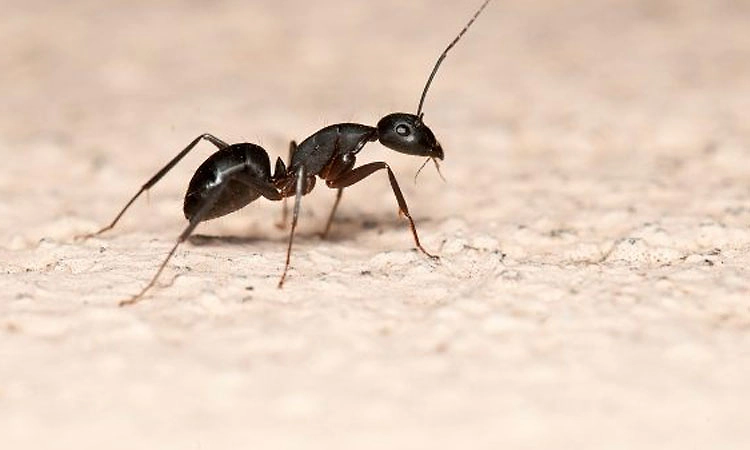 ಒಂದು ಅತ್ಯಮೂಲ್ಯ ಇರುವೆಯ ಅಂತ್ಯ