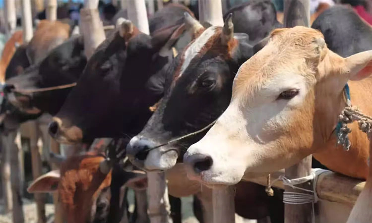 ರಾಜ್ಯದಲ್ಲಿ 3 ವರ್ಷದಲ್ಲಿ 3 ಲಕ್ಷ ಜಾನುವಾರು ಸಾವು