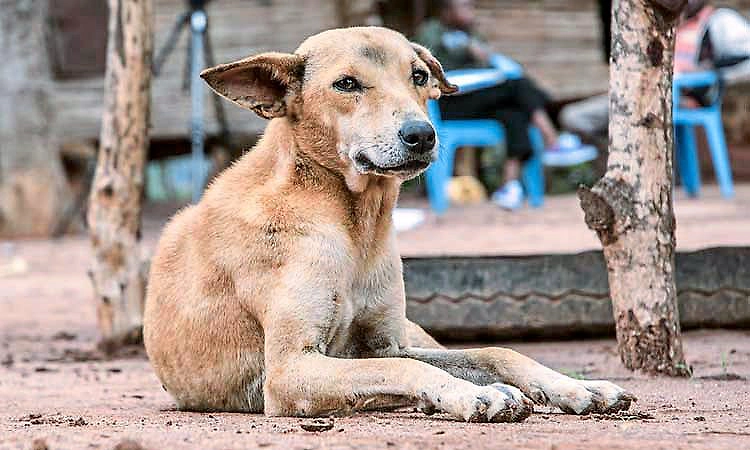 ಬೀದಿನಾಯಿಗೆ ಆಶ್ರಯತಾಣ: ನಾಳೆ ಸುಪ್ರೀಂನಲ್ಲಿ ವಿಚಾರಣೆ