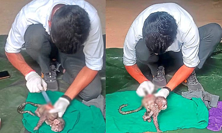 Hunsur: ಗಾಯಗೊಂಡಿದ್ದ ಲಂಗೂರ್ ಮರಿ ಸಾವು