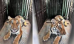 Bandipur: ಅರಣ್ಯ ಇಲಾಖೆ ಕಾರ್ಯಾಚರಣೆ; ಬೋನಿಗೆ ಬಿದ್ದ ಹೆಣ್ಣು ಹುಲಿ