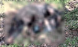 Yelandur: ಮದಗಜಗಳ ಕಾದಾಟ, ಗಂಡಾನೆ ಸಾವು