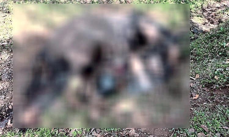 Yelandur: ಮದಗಜಗಳ ಕಾದಾಟ, ಗಂಡಾನೆ ಸಾವು