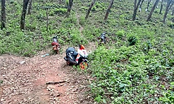 Kadaba: ಬೃಹತ್‌ ಕಾಡುಕೋಣ ಬೇಟೆ