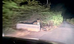 Muddebihal: ಚಿರತೆ ಪ್ರತ್ಯಕ್ಷ: ಗ್ರಾಮಸ್ಥರಲ್ಲಿ ಆತಂಕ