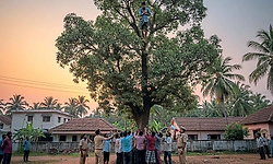 Mangaluru; ಕೆಲಸ ಸಿಕ್ಕಿಲ್ಲ ಎಂದು 50 ಅಡಿ ಎತ್ತರದ ಮರವೇರಿದ ಯುವಕ!