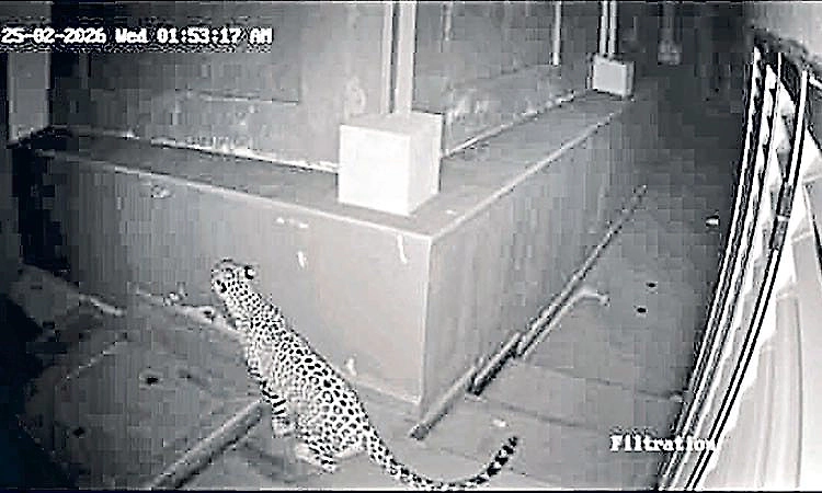 Leopard spotted in Kadri Doctors’ Lane area of Mangaluru, forest department begins operation