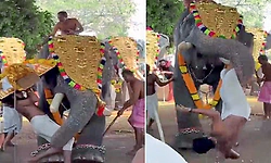 Video: ದೇವಸ್ಥಾನದ ಉತ್ಸವದ ವೇಳೆ ಯುವಕನನ್ನು ಸೊಂಡಿಲಿನಿಂದ ಎತ್ತಿ ಬಿಸಾಡಿದ ಆನೆ...