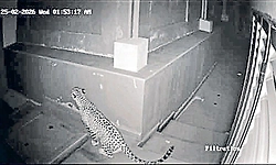 ನಗರದೊಳಗೇ ಚಿರತೆ ಪ್ರತ್ಯಕ್ಷ: ಶಕ್ತಿನಗರದಲ್ಲಿ ಕಂಡಿದ್ದ ಚಿರತೆ, ಈಗ ಕದ್ರಿಯಲ್ಲೂ ಸಂಚಾರ