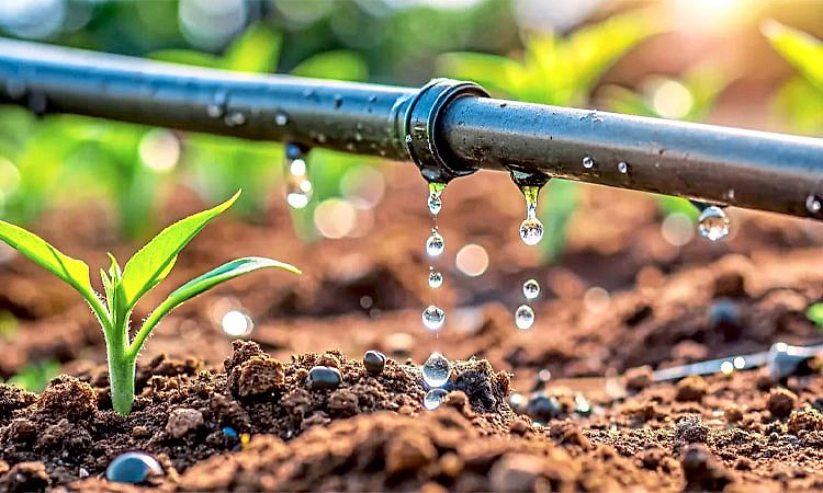 ಬೆಂಗಳೂರು ಮತ್ತು ಹೈದರಾಬಾದ್‌ನಲ್ಲಿ ಜಲ ಸಂರಕ್ಷಣೆಗೆ ಅಮೆಜಾನ್-ನೆಟಾಫಿಮ್ ಒಪ್ಪಂದ