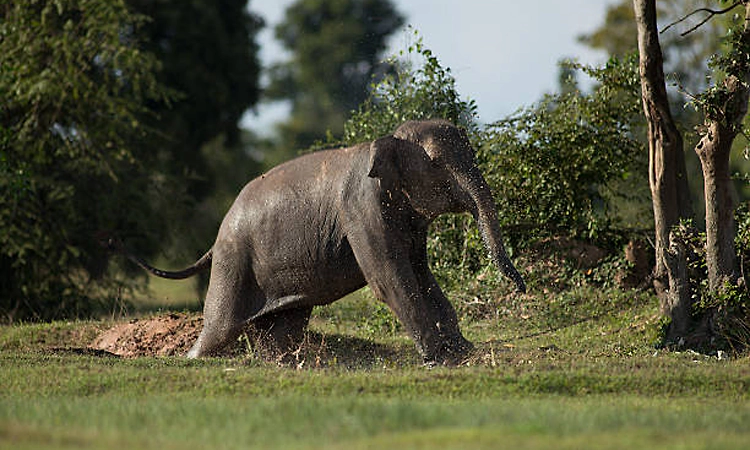 Wild elephant tramples 2 persons to death in Jharkhand's Koderma