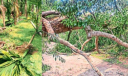 ಅಂಡಾರನ್ನು ನಡುಗಿಸಿದ ಗಾಳಿ-ಮಳೆ; ಉರುಳಿದ ಮರಗಳು