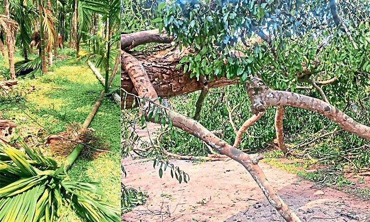 ಅಂಡಾರನ್ನು ನಡುಗಿಸಿದ ಗಾಳಿ-ಮಳೆ; ಉರುಳಿದ ಮರಗಳು