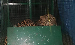 ಮಂಗಳೂರು: ನೀರುಮಾರ್ಗದಲ್ಲಿ ಬೋನಿಗೆ ಬಿದ್ದ ಚಿರತೆ