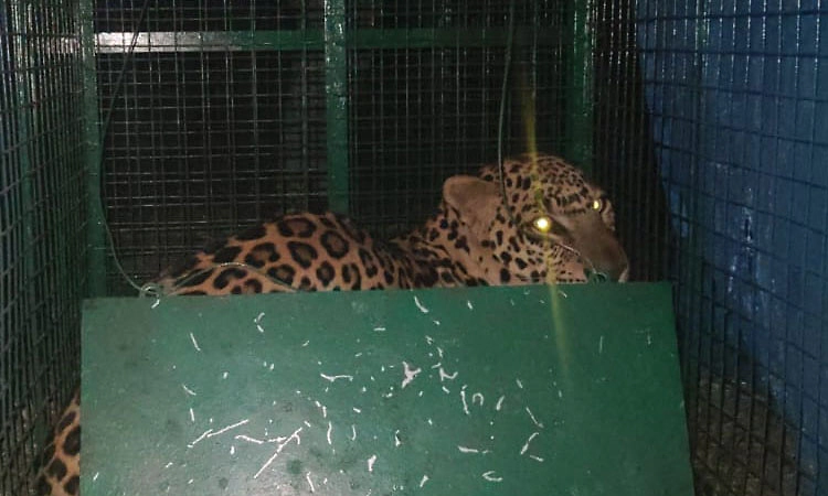 ಮಂಗಳೂರು: ನೀರುಮಾರ್ಗದಲ್ಲಿ ಬೋನಿಗೆ ಬಿದ್ದ ಚಿರತೆ