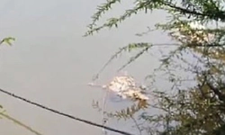 Thirthahalli: ತೀರ್ಥಮುತ್ತೂರು ತುಂಗಾ ನದಿಯಲ್ಲಿ ಸತ್ತ ಕೋಳಿಗಳು ಪತ್ತೆ